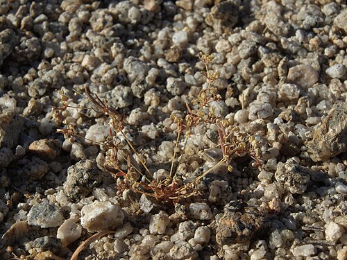 Threadstem carpetweed: Indian chickweed, Mollugo cerviana, senescent plant after summer rains, Crystal Peak, White Mountains, elevation 1585 m (5200 ft). In the White Mountains this s