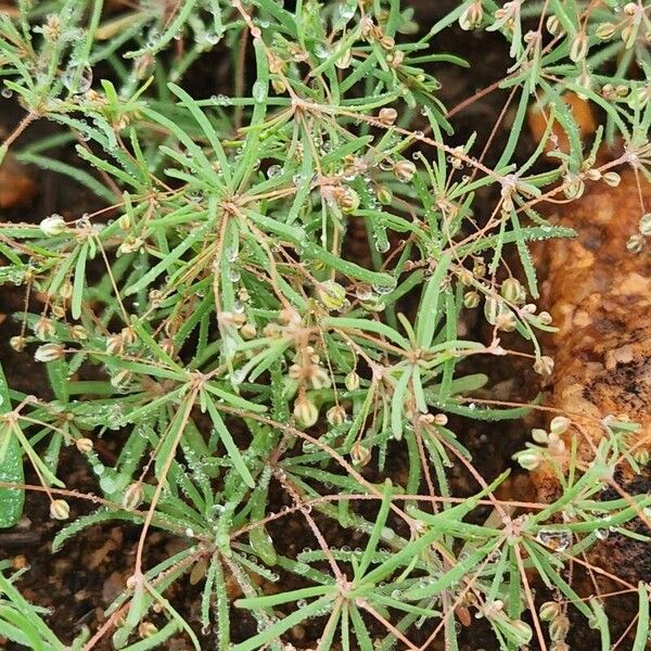 Threadstem carpetweed (Mollugo cerviana)