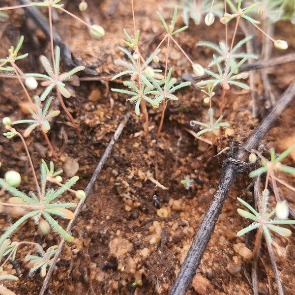 Threadstem carpetweed (Mollugo cerviana)