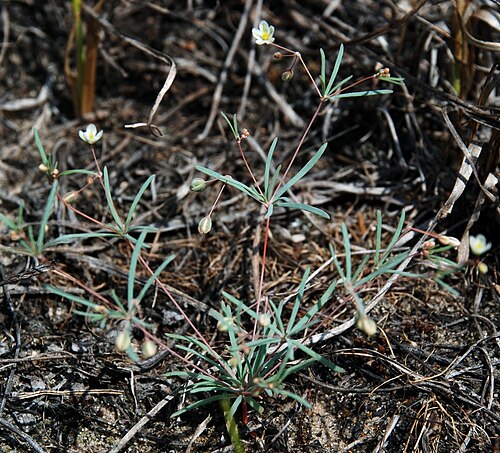 Threadstem carpetweed: Відділення « Трьохізбенський степ », Новоайдарський район, Трьохізбенська с/р