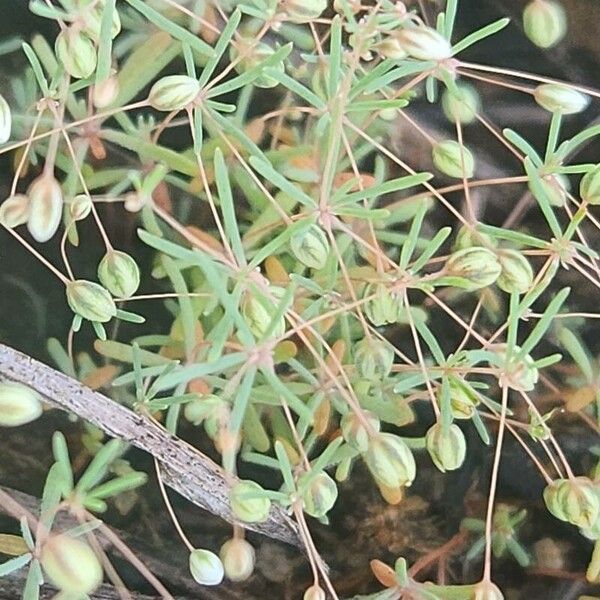 Threadstem carpetweed (Mollugo cerviana)