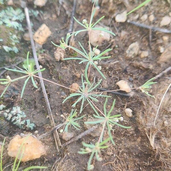 Threadstem carpetweed (Mollugo cerviana)