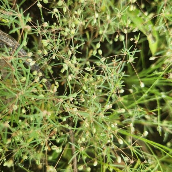 Threadstem carpetweed (Mollugo cerviana)