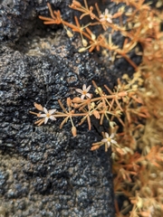 Mollugo flavescens (Mollugo flavescens)