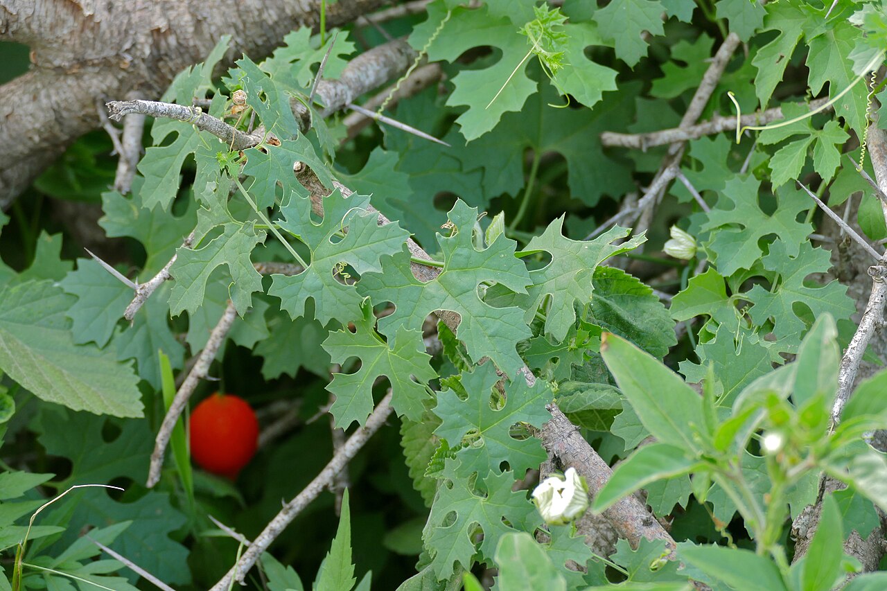 Southern balsampear: Sunset Dam, Lower Sabie, Kruger NP, SOUTH AFRICA