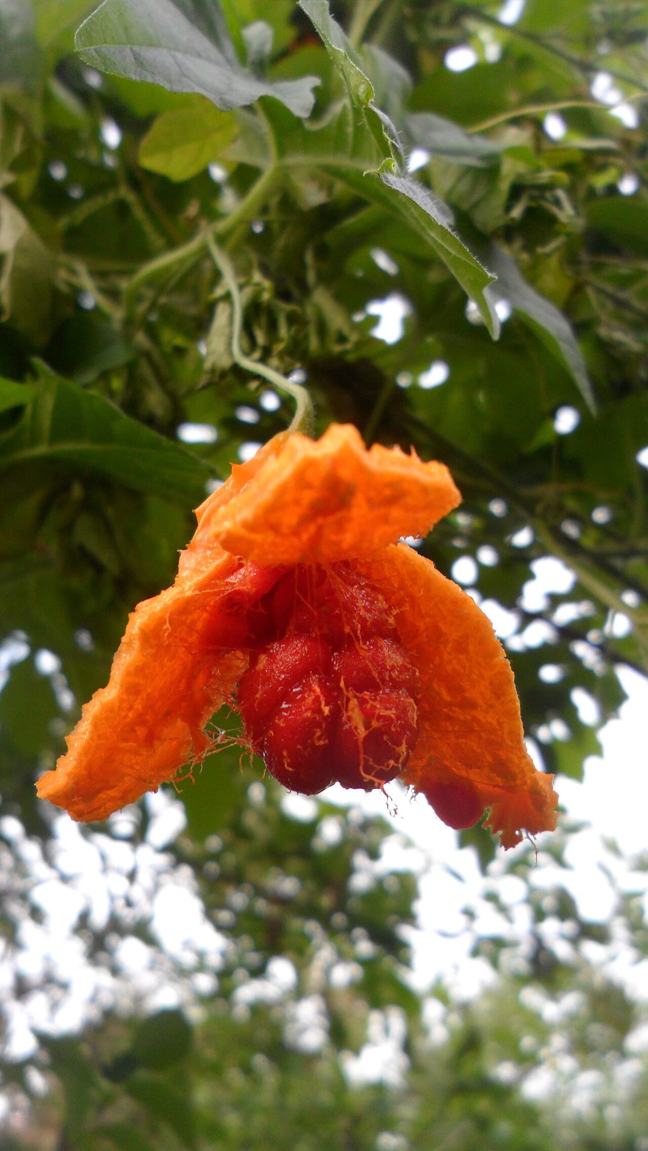 Southern balsampear: Peria hutan