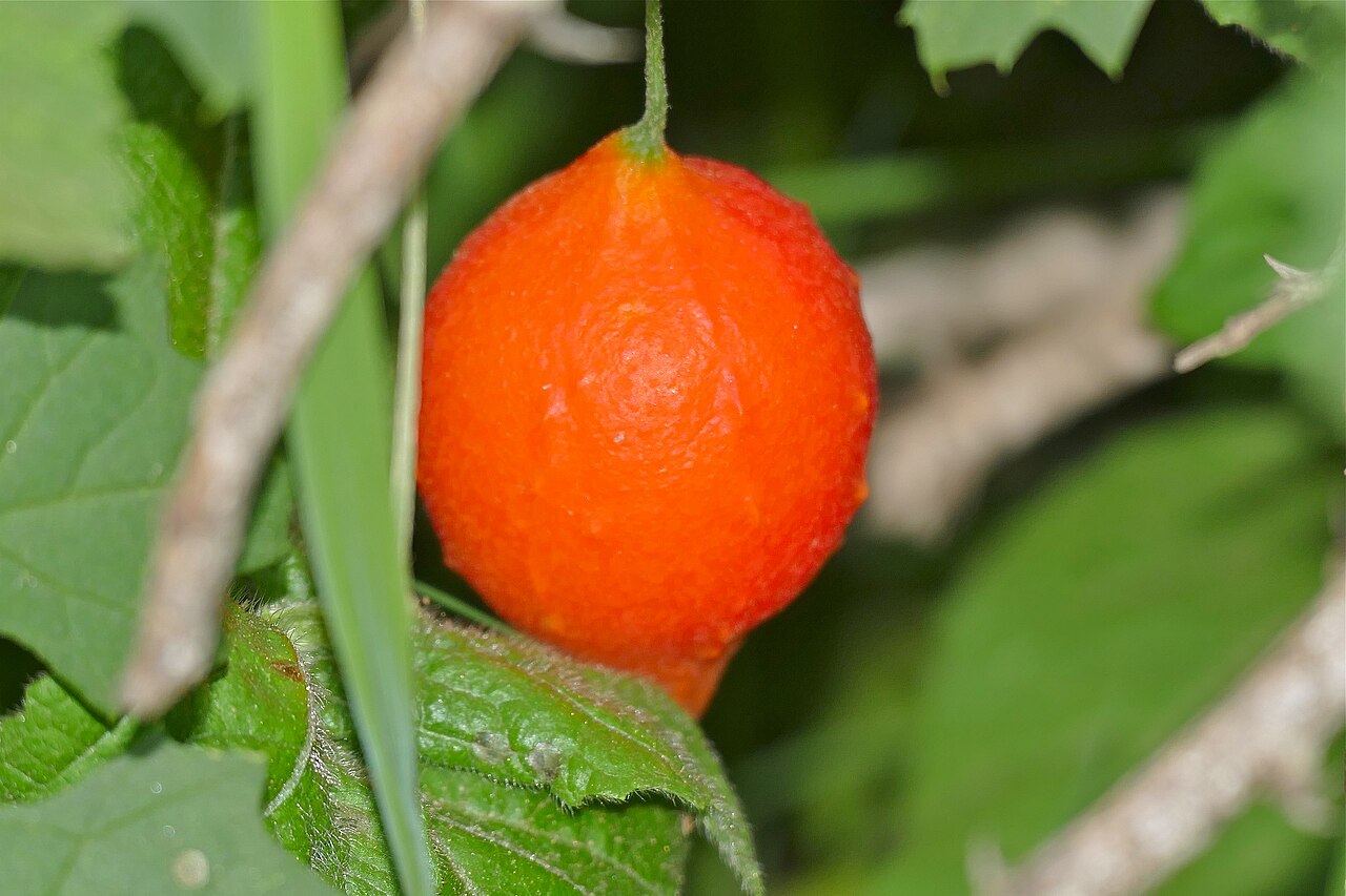 Southern balsampear: Sunset Dam, Lower Sabie, Kruger NP, SOUTH AFRICA