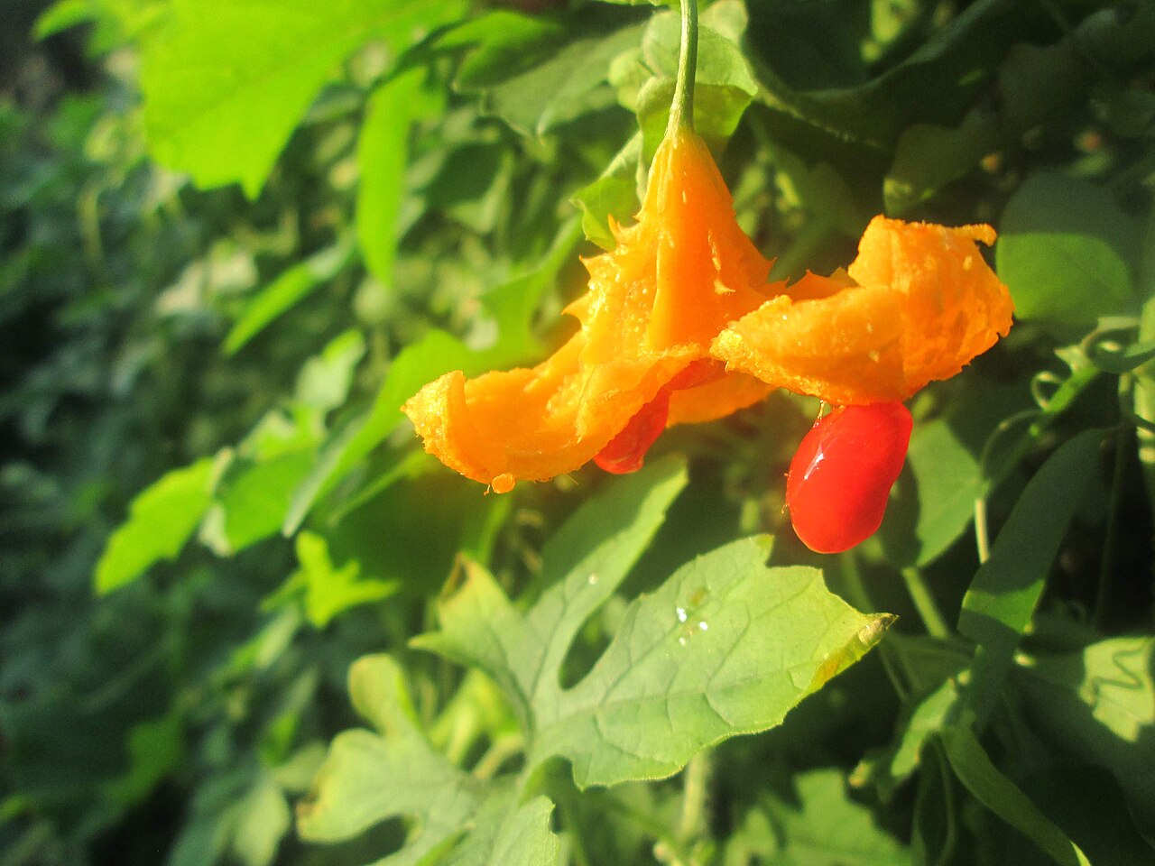 Southern balsampear: Peria hutan