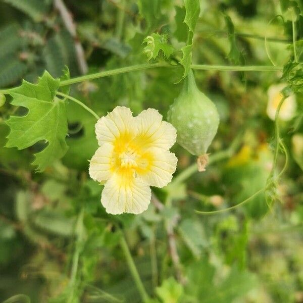 Southern balsampear (Momordica balsamina)
