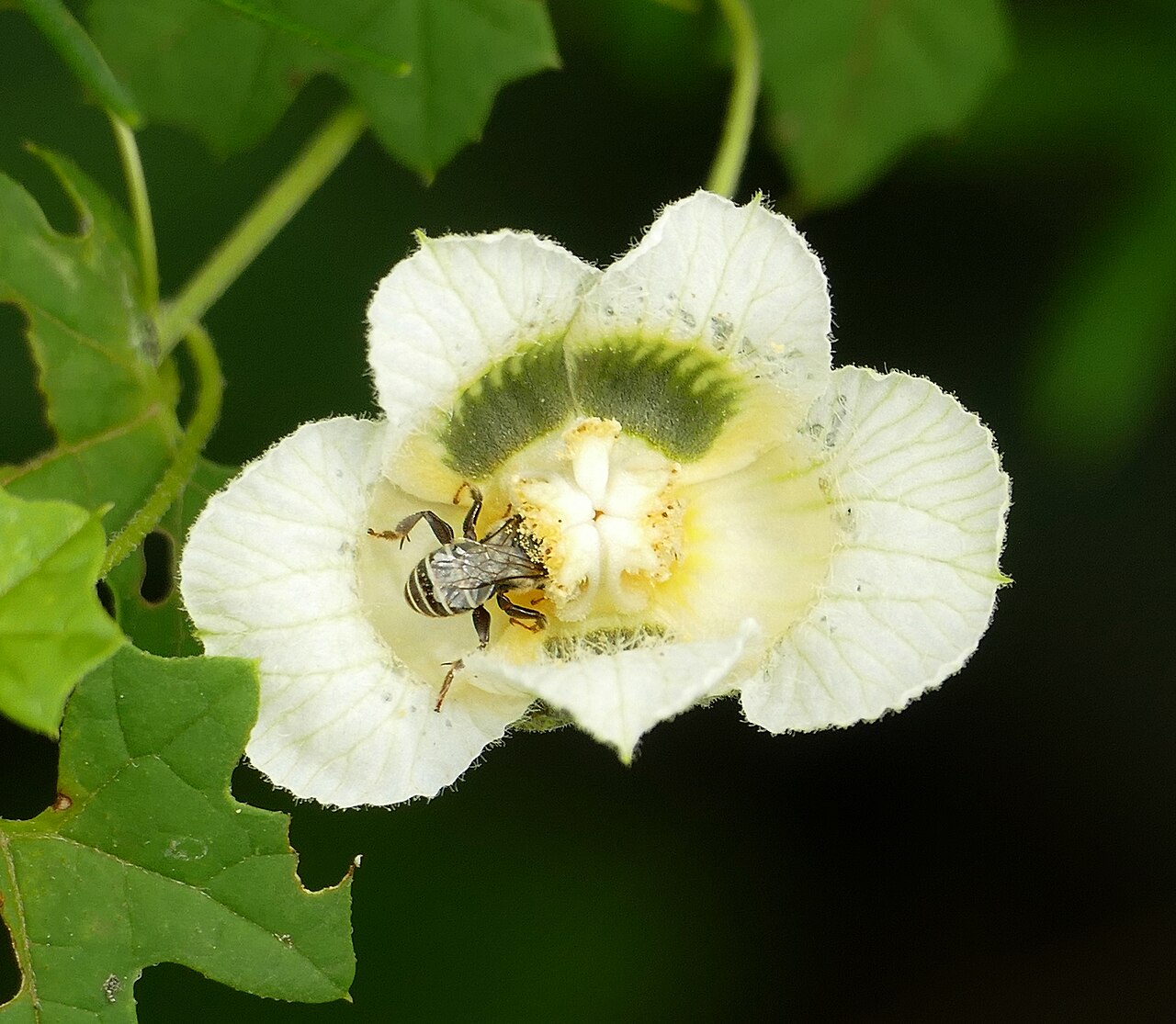 Southern balsampear: Mkhuze Game Reserve, Mkuze, KwaZulu-Natal, SOUTH AFRICA