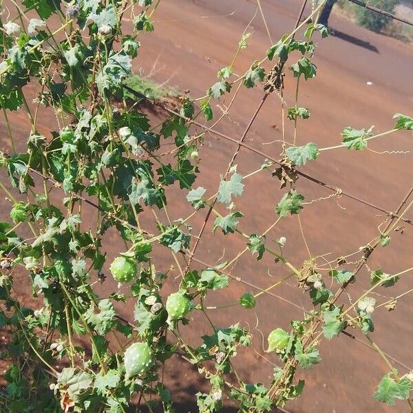 Southern balsampear (Momordica balsamina)