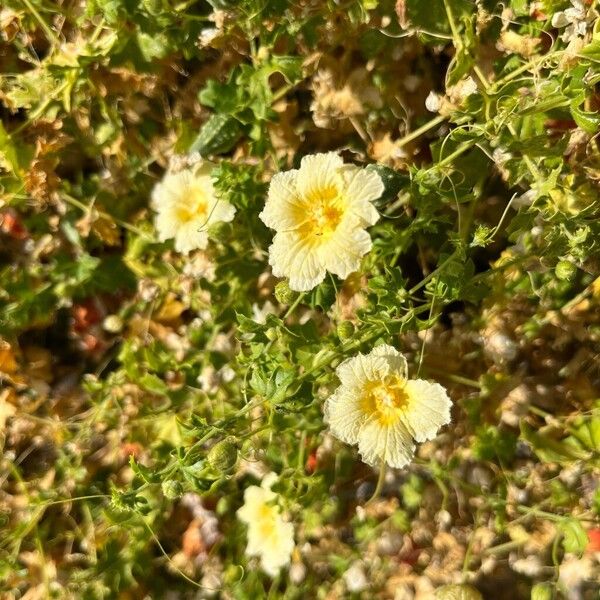 Southern balsampear (Momordica balsamina)