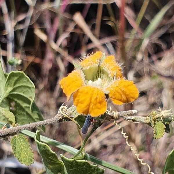 Momordica boivinii (Momordica boivinii)