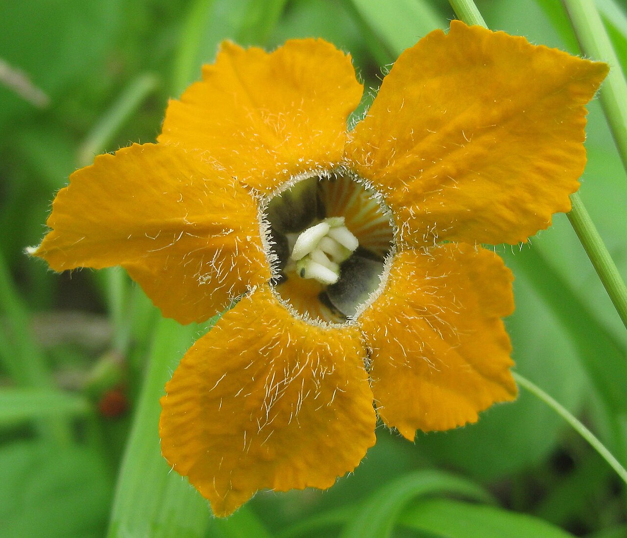 Momordica boivinii: Momordica boivinii