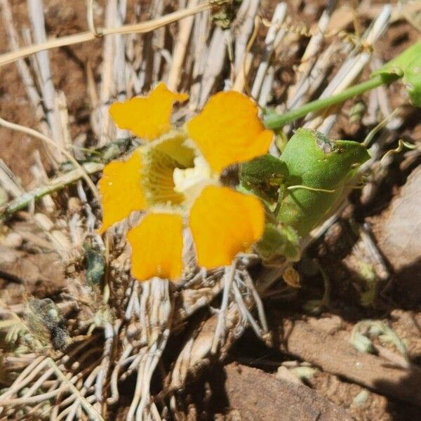 Momordica boivinii (Momordica boivinii)