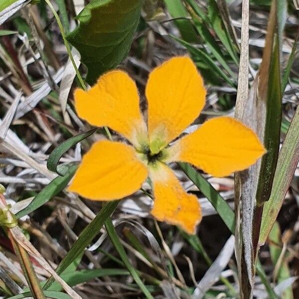 Momordica boivinii (Momordica boivinii)