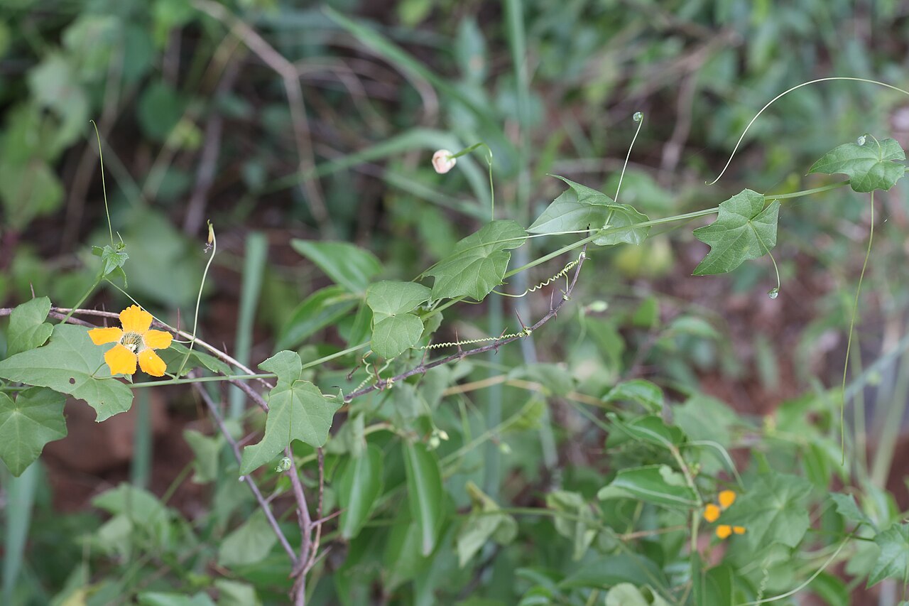 Momordica boivinii: South Africa, Mpumalanga, Louw's Creek.