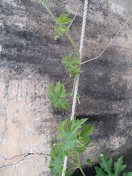 Balsampear: பாகற்காய் செடி, சின்ன சேலம், தமிழகம், இந்திய ஒன்றியம்.