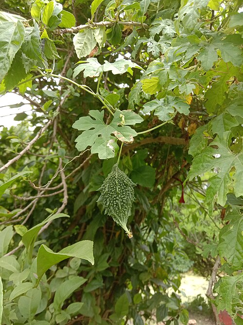 Balsampear: A bitter gourd hanging from Momordica charantia, in West Bengal, India. Photo taken on June 9, 2022.