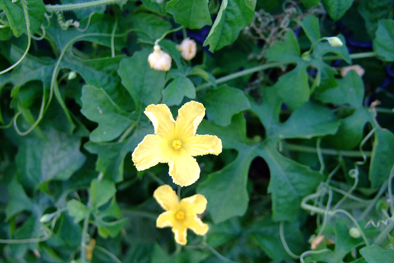 Balsampear: Flower of small bitter melon
