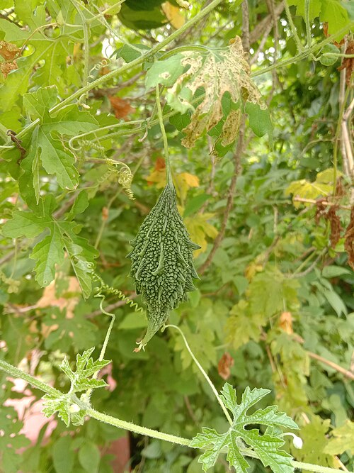 Balsampear: A bitter gourd hanging from Momordica charantia, in West Bengal, India. Photo taken on June 9, 2022.
