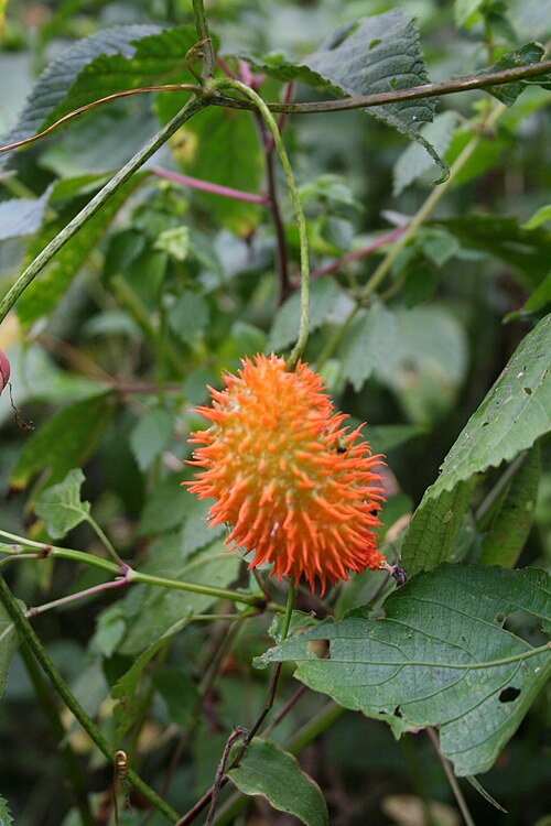 Momordica cissoides: fruit of Momordica cissoides , Mt. Cameroon