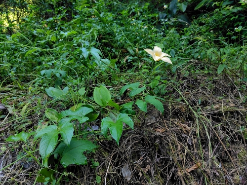 Gac melon (Momordica cochinchinensis)