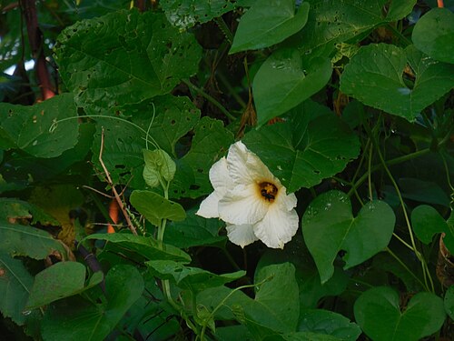 Gac melon: Gac ( Momordica cochinchinensis ) in India