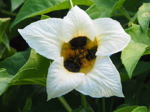 Gac melon (Momordica cochinchinensis)