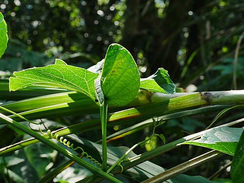 Gac melon: Gac ( Momordica cochinchinensis ) in Taiwan