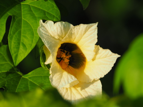 Gac melon (Momordica cochinchinensis)