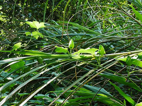 Gac melon: Gac ( Momordica cochinchinensis ) in Taiwan