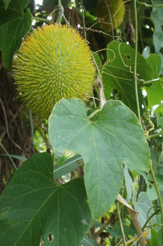 Gac melon (Momordica cochinchinensis)