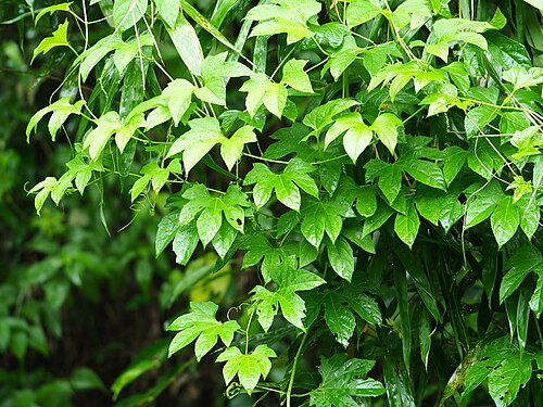Gac melon: Momordica cochinchinensis habit