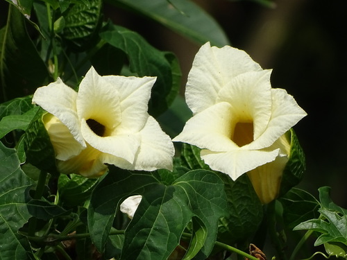 Gac melon (Momordica cochinchinensis)