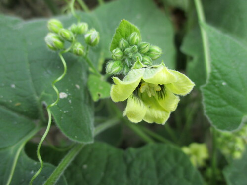 Momordica corymbifera (Momordica corymbifera)