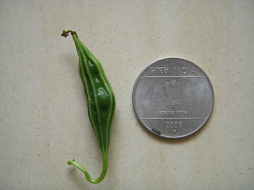 Momordica cymbalaria: Momordica cymbalaria fruit next to a rupee coin showing its size