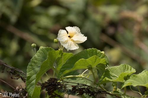 Momordica foetida (Momordica foetida)