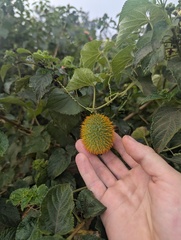 Momordica foetida (Momordica foetida)
