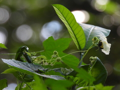 Momordica foetida (Momordica foetida)