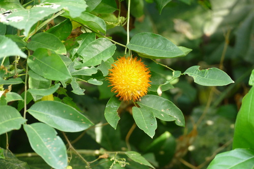 Momordica foetida (Momordica foetida)