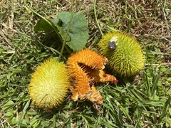 Momordica foetida (Momordica foetida)