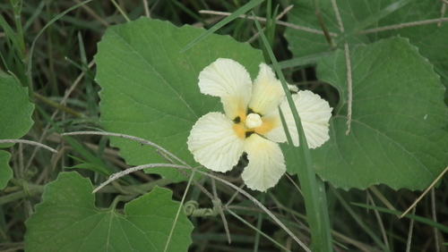 Momordica foetida (Momordica foetida)