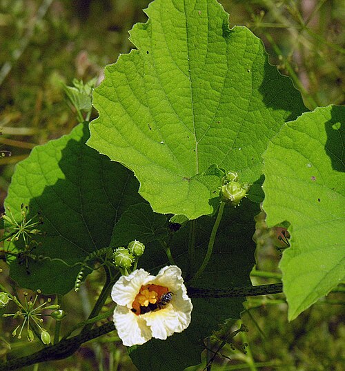 Momordica foetida: A vine of tropical Africa, which is cultivated for its edible fruit and for a number of folk medicine applications. Photo from Liparamba area of Tanzania.