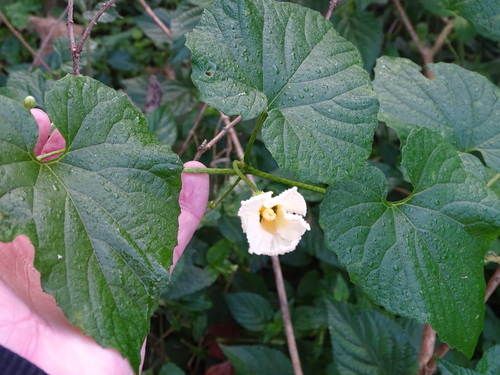 Momordica foetida (Momordica foetida)