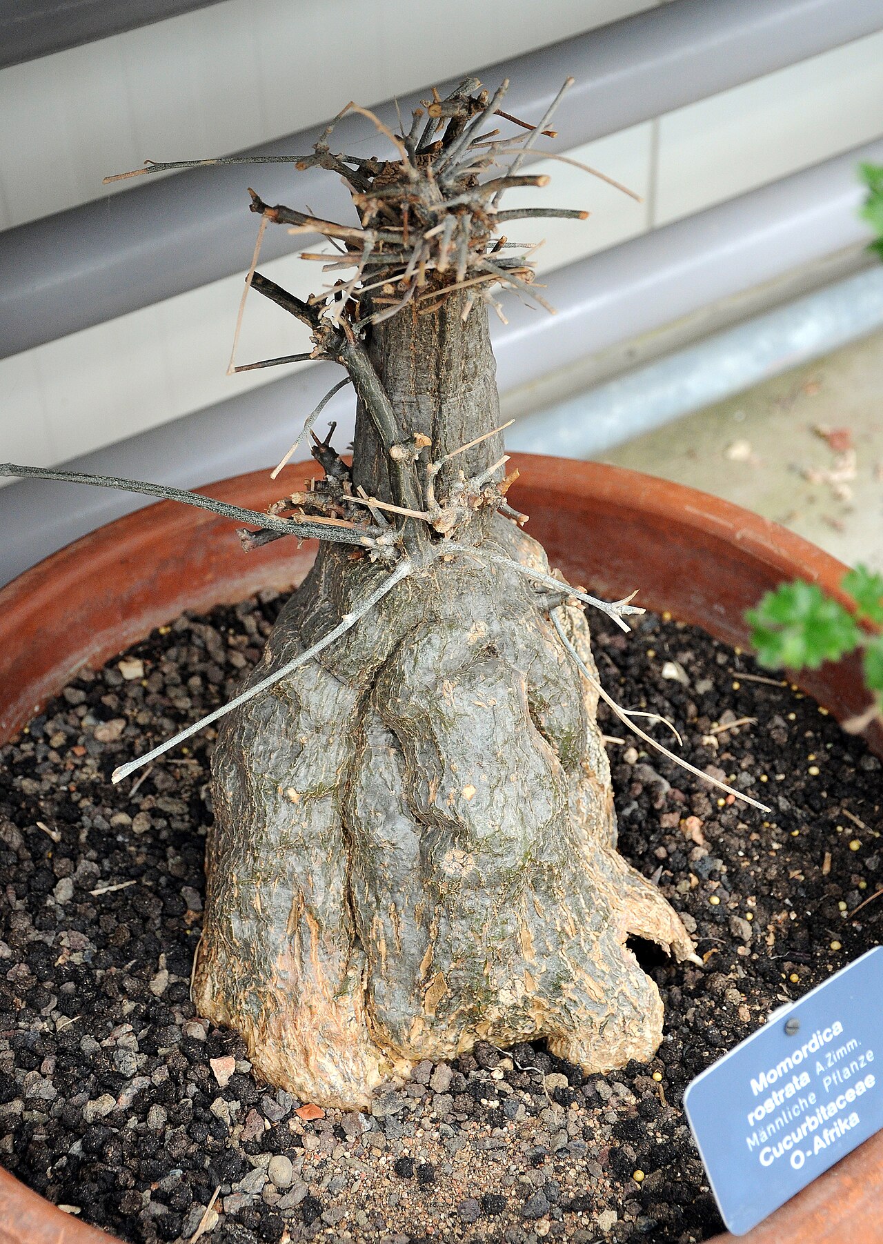 Momordica rostrata: Momordica rostrata