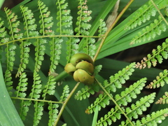 Monachosorum henryi (Monachosorum henryi)