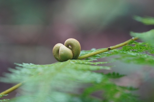 Monachosorum henryi (Monachosorum henryi)