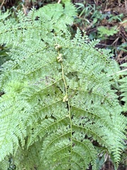 Monachosorum henryi (Monachosorum henryi)