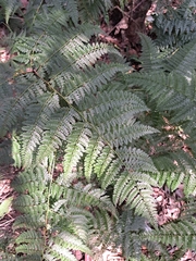 Monachosorum henryi (Monachosorum henryi)